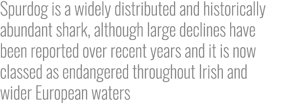 Spurdog is a widely distributed and historically abundant shark, although large declines have been reported over rece...