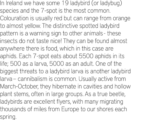 In Ireland we have some 19 ladybird (or ladybug) species and the 7-spot is the most common. Colouration is usually re...