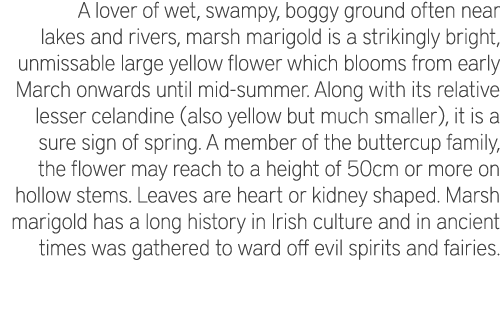 A lover of wet, swampy, boggy ground often near lakes and rivers, marsh marigold is a strikingly bright, unmissable l...