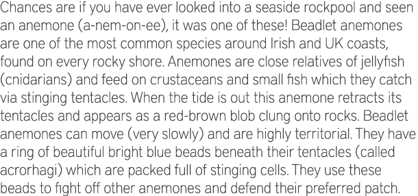 Chances are if you have ever looked into a seaside rockpool and seen an anemone (a-nem-on-ee), it was one of these! B...
