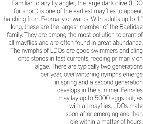 Familiar to any fly angler, the large dark olive (LDO for short) is one of the earliest mayflies to appear, hatching ...