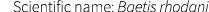 Scientific name: Baetis rhodani