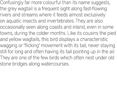 Confusingly far more colourful than its name suggests, the grey wagtail is a frequent sight along fast-flowing rivers...