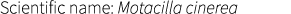 Scientific name: Motacilla cinerea