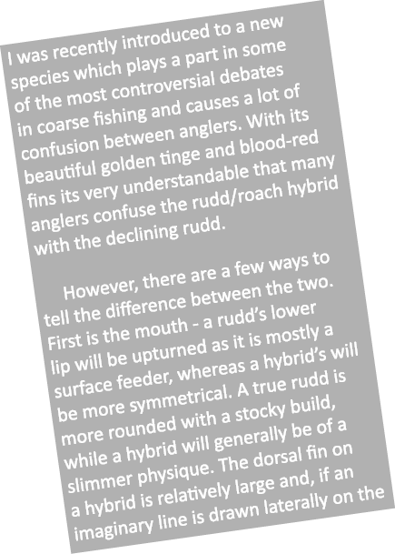 I was recently introduced to a new species which plays a part in some of the most controversial debates in coarse fis...