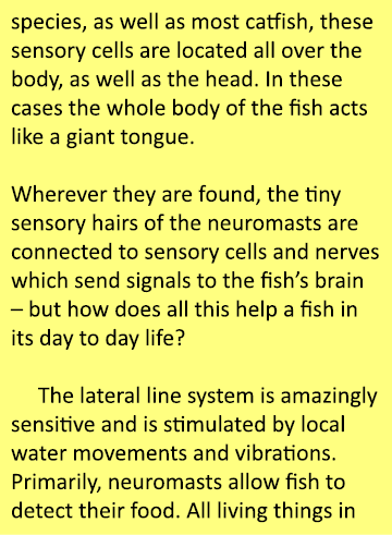 species, as well as most catfish, these sensory cells are located all over the body, as well as the head. In these ca...