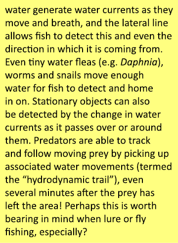 water generate water currents as they move and breath, and the lateral line allows fish to detect this and even the d...