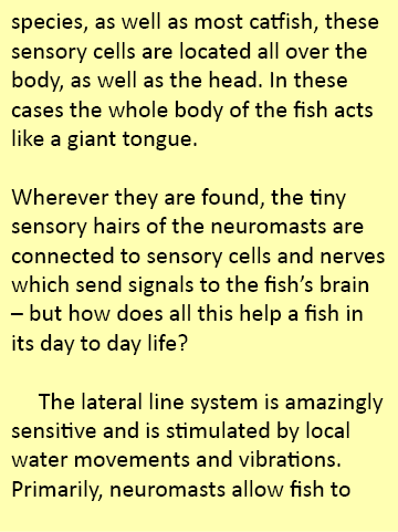 species, as well as most catfish, these sensory cells are located all over the body, as well as the head. In these ca...