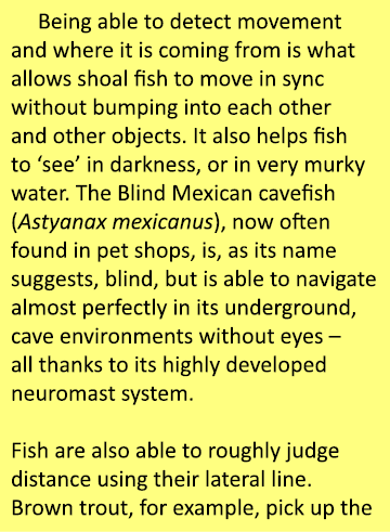    Being able to detect movement and where it is coming from is what allows shoal fish to move in sync without bumpin...