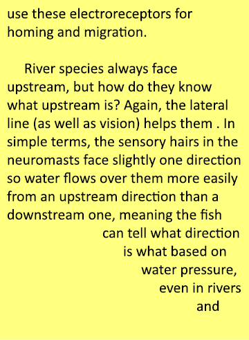 use these electroreceptors for homing and migration.    River species always face upstream, but how do they know what...