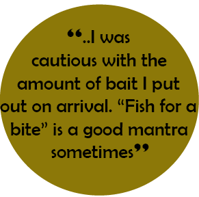  “..I was cautious with the amount of bait I put out on arrival. “Fish for a bite” is a good mantra sometimes”