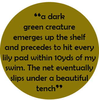  “a dark green creature emerges up the shelf and precedes to hit every lily pad within 10yds of my swim. The net even...