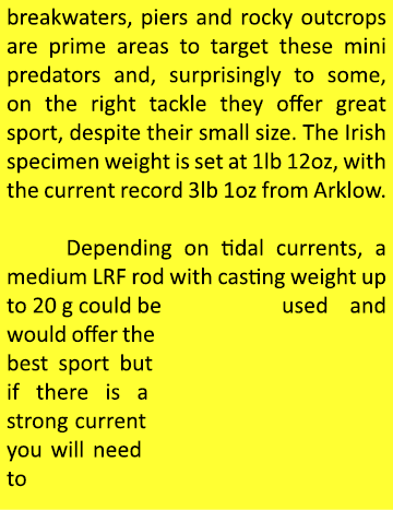 breakwaters, piers and rocky outcrops are prime areas to target these mini predators and, surprisingly to some, on th...