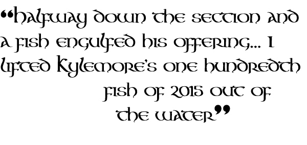 “Halfway down the section and a fish engulfed his offering... I lifted Kylemore’s one hundredth fish of 2015 out of t...