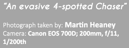 “An evasive 4-spotted Chaser” Photograph taken by: Martin Heaney Camera: Canon EOS 700D; 200mm, f/11, 1/200th