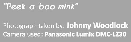 “Peek-a-boo mink” Photograph taken by: Johnny Woodlock Camera used: Panasonic Lumix DMC-LZ30