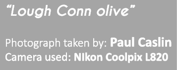 “Lough Conn olive” Photograph taken by: Paul Caslin Camera used: NIkon Coolpix L820