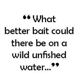  “ What better bait could there be on a wild unfished water...”