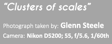 “Clusters of scales” Photograph taken by: Glenn Steele Camera: Nikon D5200; 55, f/5.6, 1/60th 
