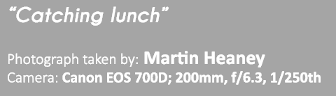 “Catching lunch” Photograph taken by: Martin Heaney Camera: Canon EOS 700D; 200mm, f/6.3, 1/250th