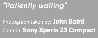 “Patiently waiting” Photograph taken by: John Baird Camera: Sony Xperia Z3 Compact 