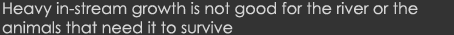 Heavy in-stream growth is not good for the river or the animals that need it to survive