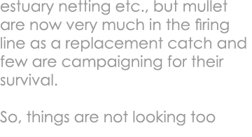 estuary netting etc., but mullet are now very much in the firing line as a replacement catch and few are campaigning ...