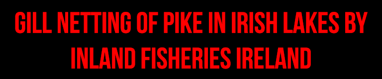 Gill netting of pike in Irish lakes by Inland Fisheries Ireland