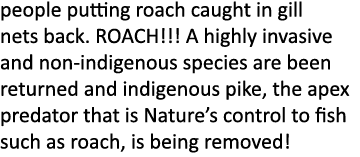 people putting roach caught in gill nets back. ROACH!!! A highly invasive and non-indigenous species are been returne...