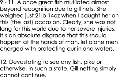 9 - 11. A once great fish mutilated almost beyond recognition due to gill nets. She weighed just 21lb 14oz when I cau...