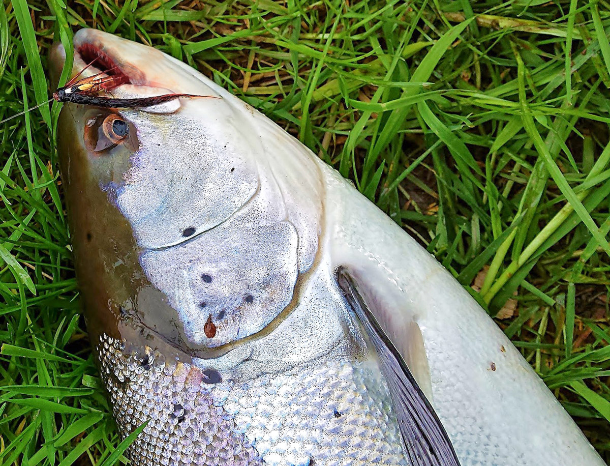 spring salmon fly fishing