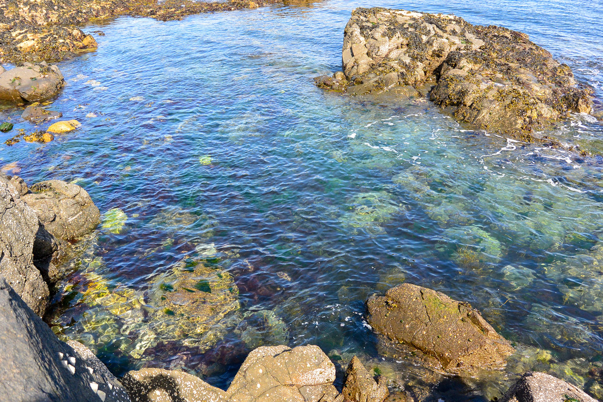 ballan wrasse habitat boulder field