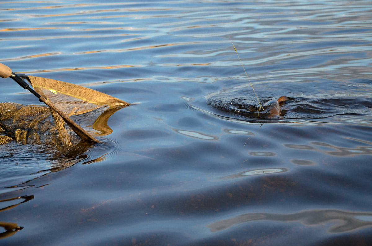 A spring tench about to be netted