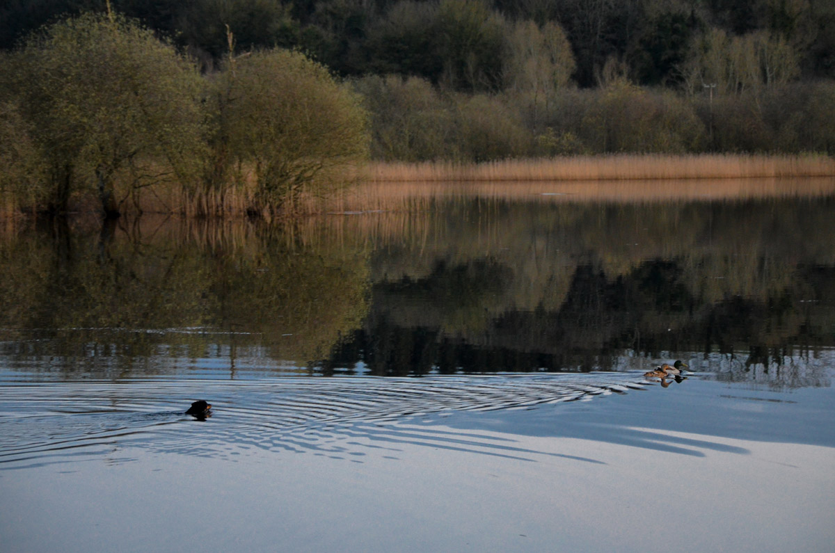 dog chasing ducks in a lake