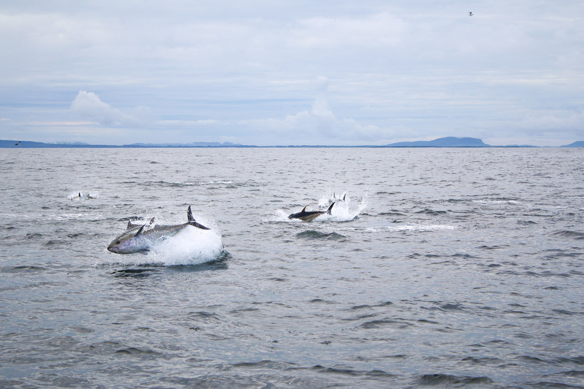 bluefin tuna donegal