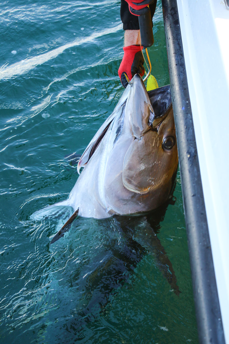 Bluefin tuna catch and release Ireland