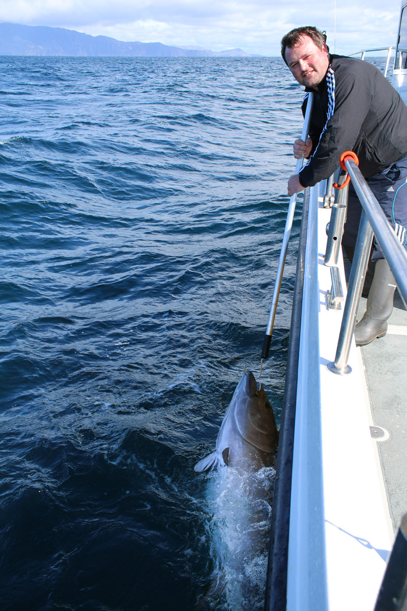 bluefin tuna catch and release Ireland