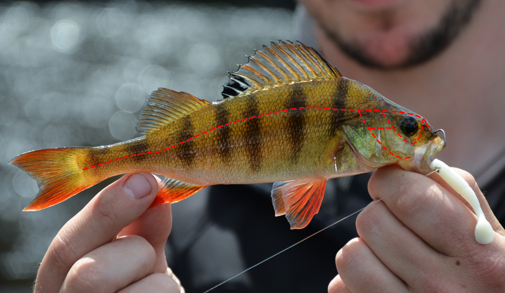 What is the lateral line in fish? - Off the Scale magazine