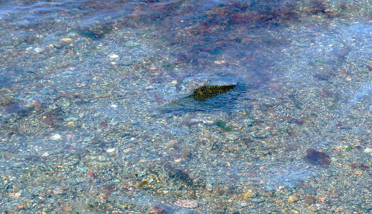 Ballan wrasse feeding in shallow water