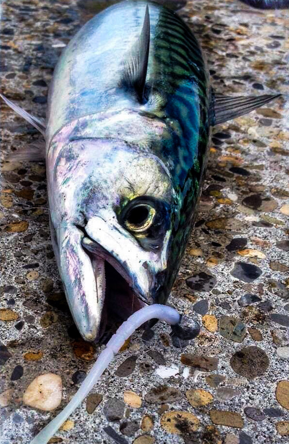mackerel fishing