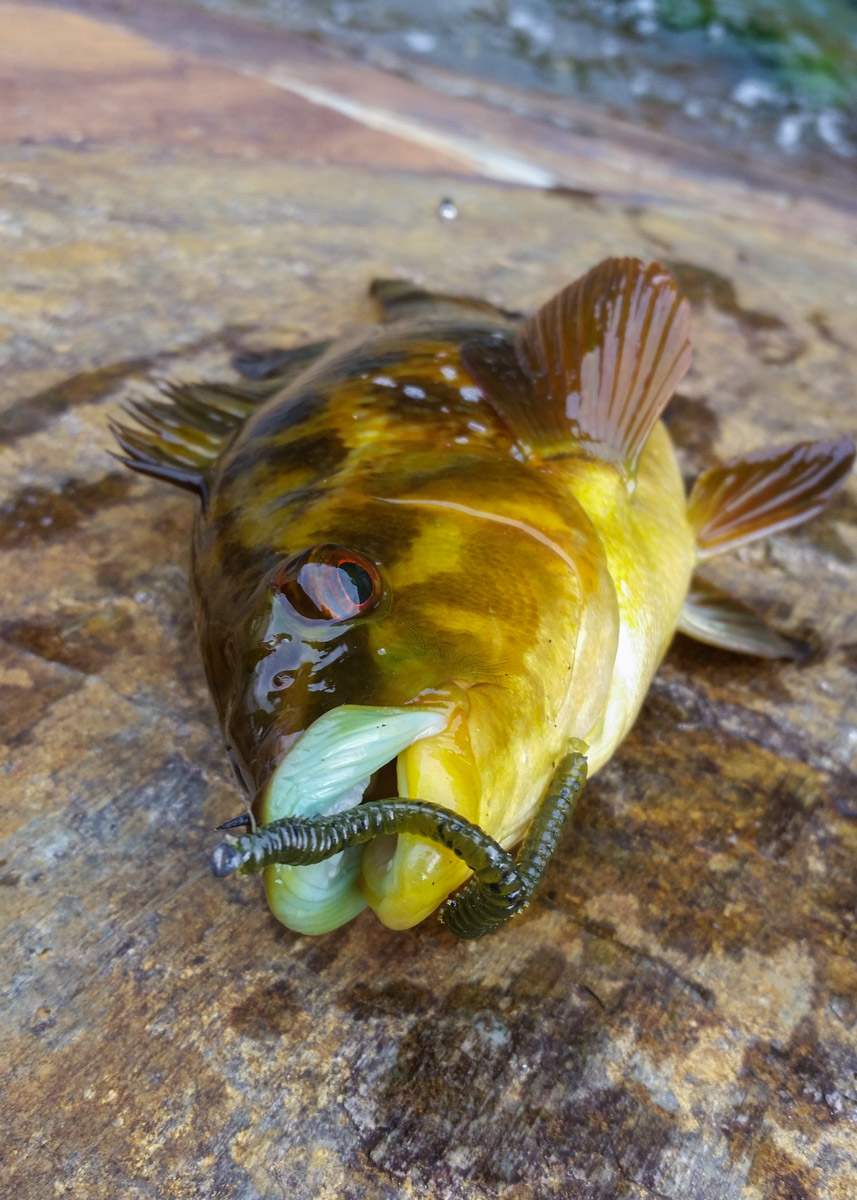 Tronix HTO Stink Pots Soft Plastic Grubs Lures All Sizes Predator Pike Fishing 