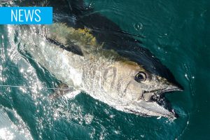 bluefin tuna angling
