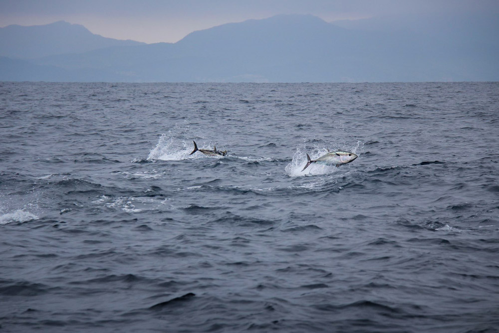 bluefin tuna 