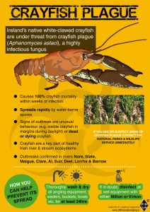 White-clawed crayfish and crayfish plague - Off the Scale magazine