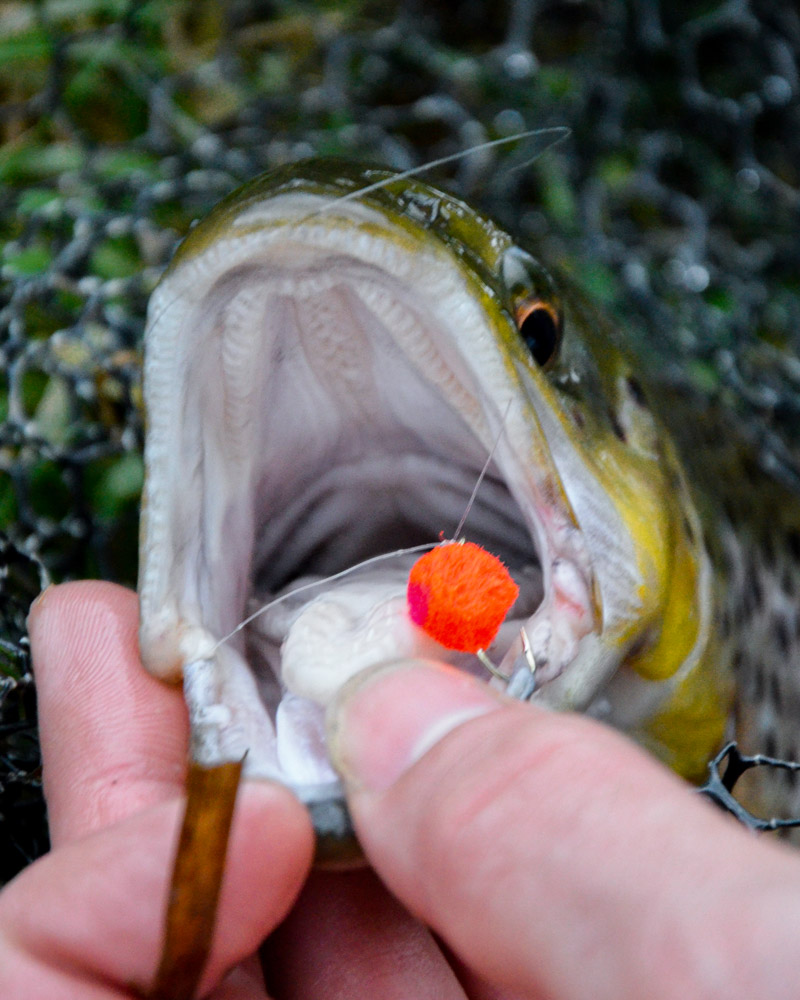 egg fly trout
