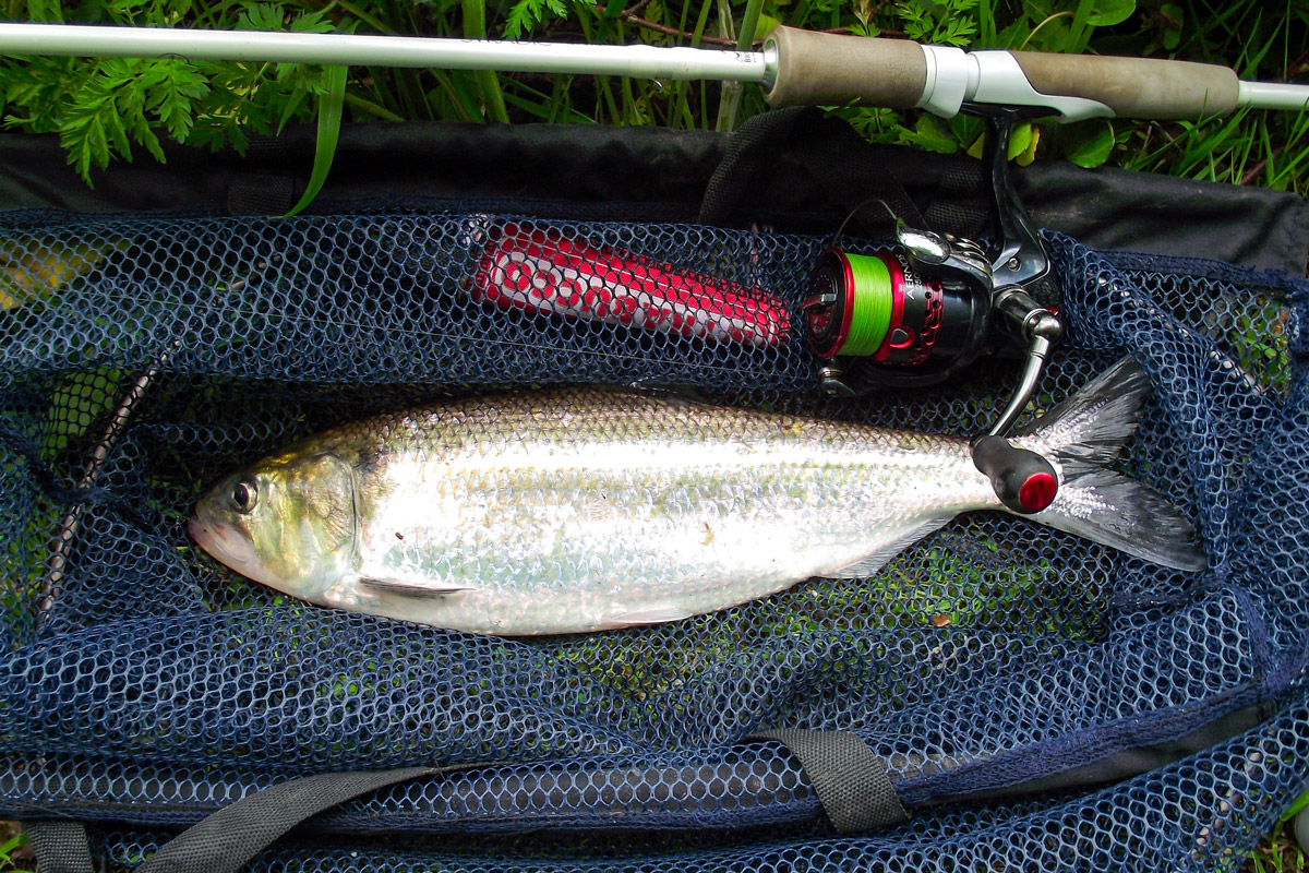 twaite shad catch and release