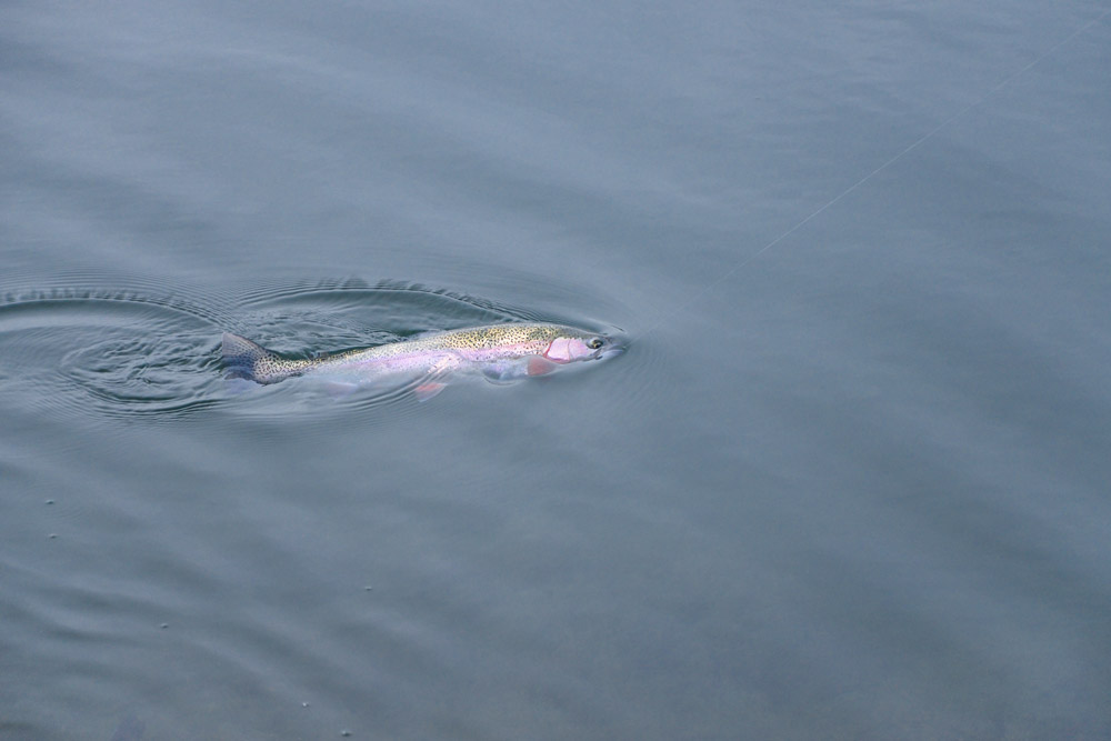 rainbow trout fishing