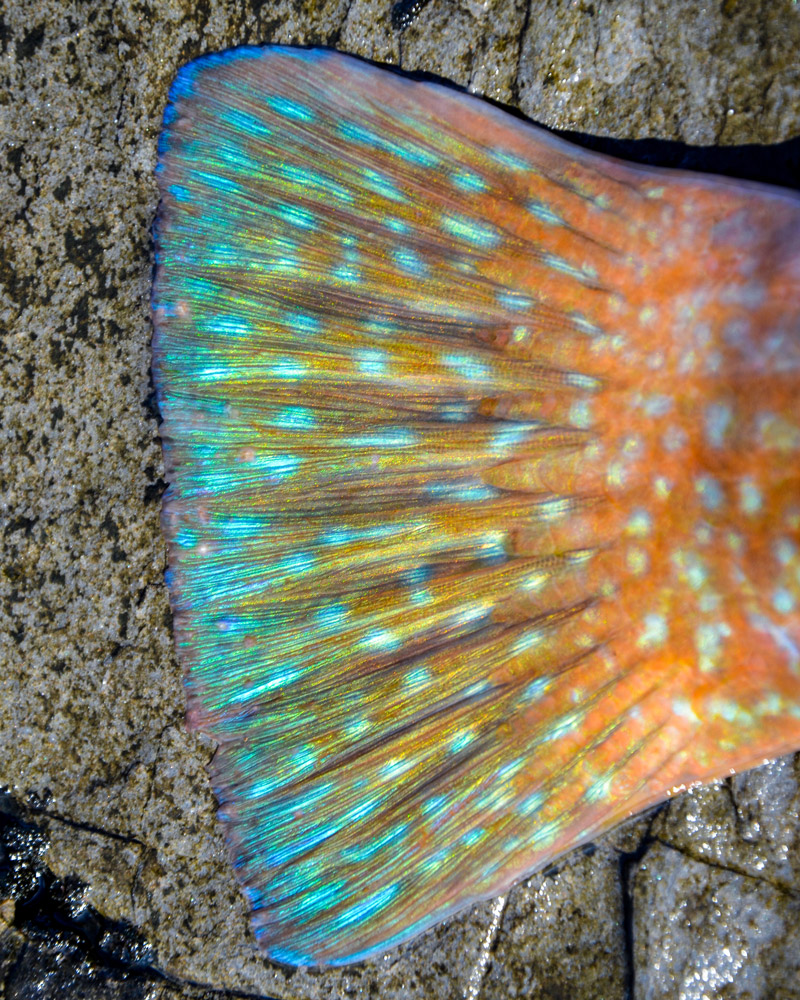 ballan wrasse colourful