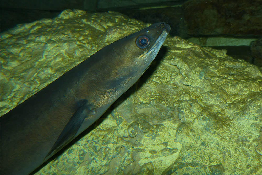 European eel