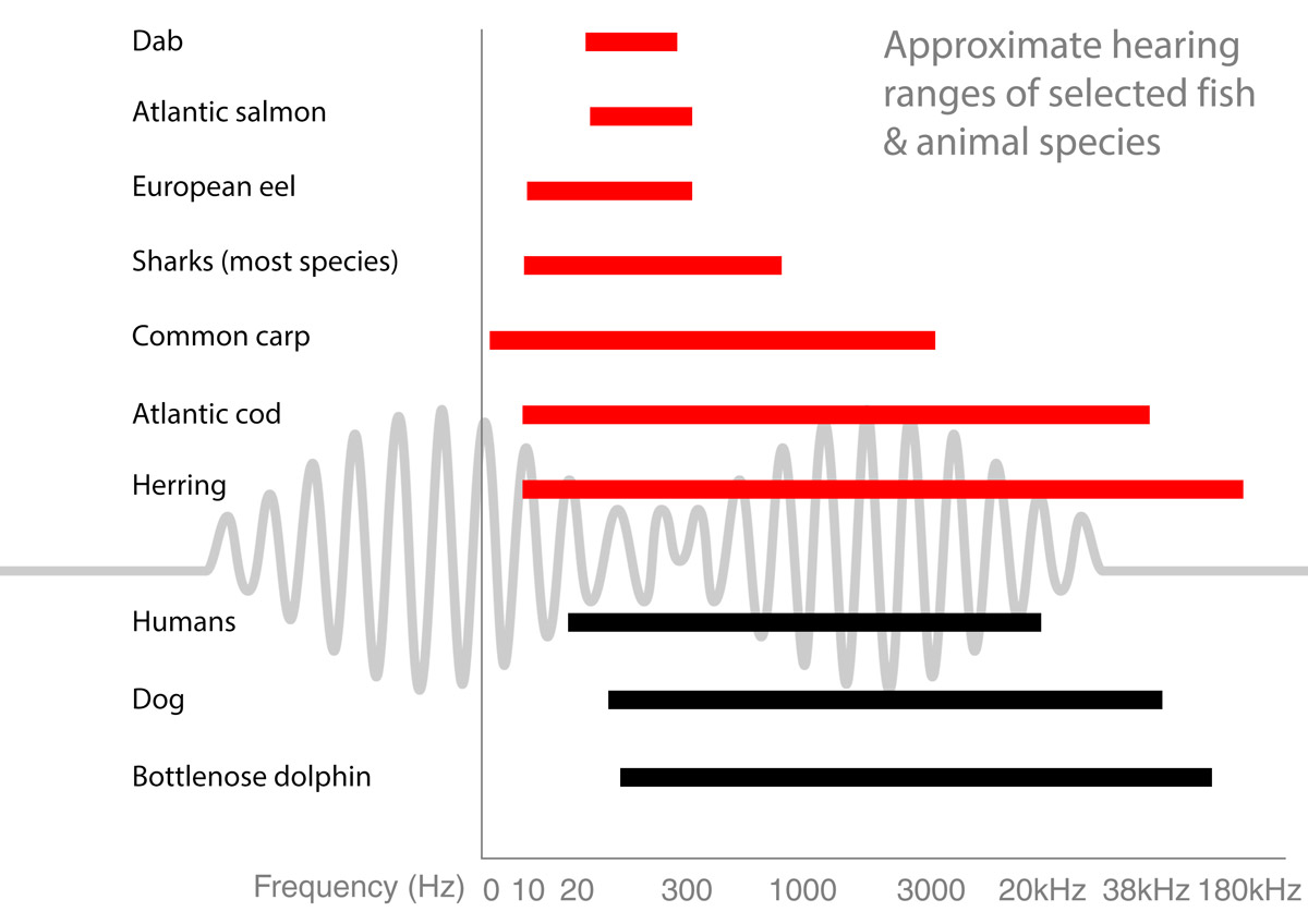 The science bit: fish hearing - Off the Scale magazine